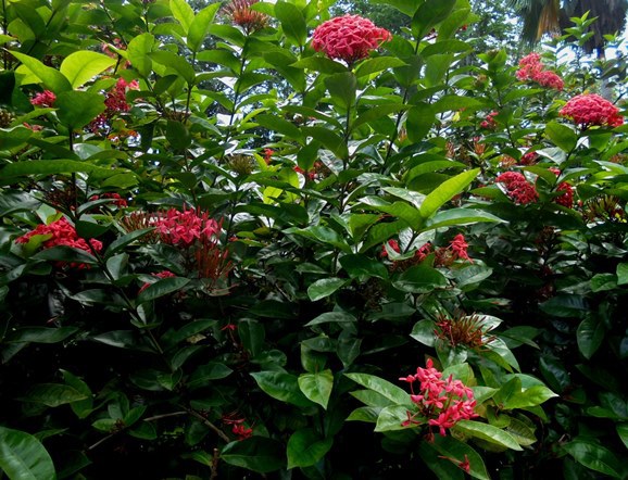 Mahé - kwiatki