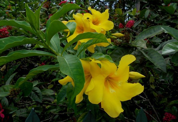 Mahé - kwiatki