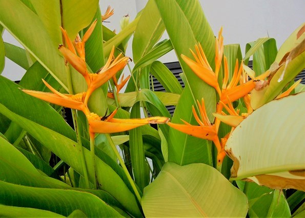 Mahé - kwiatki