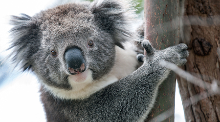 Koala – Adelaide, Australia