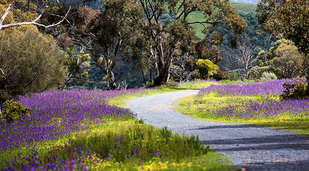 Wzdluz drogi na Mt Lofty – Adelaide, Australia
