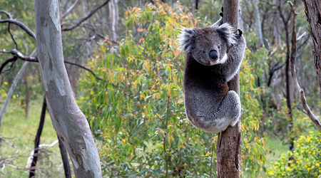 Koala – Adelaide, Australia