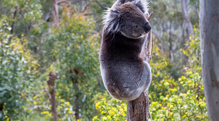 Koala – Adelaide, Australia