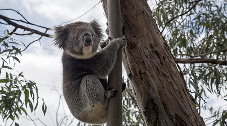 Koala – Adelaide, Australia