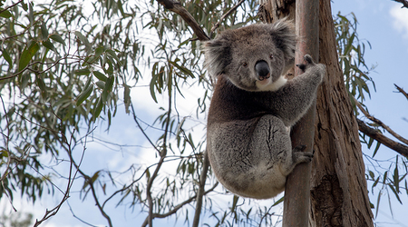Koala – Adelaide, Australia