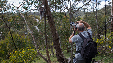 Koala pozuje – Adelaide, Australia
