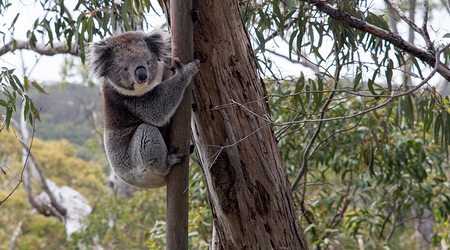 Koala – Adelaide, Australia