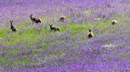 Kangury – Goolwa, Australia