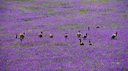 Uciekajace kangury – Goolwa, Australia