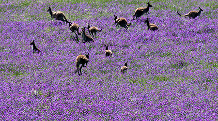 Kangury w fiolecie – Goolwa, Australia