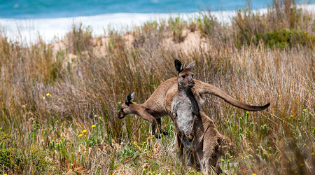 Kangury – Goolwa, Australia