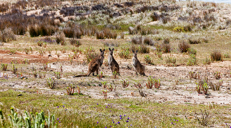 Kangury na plazy – Goolwa, Australia