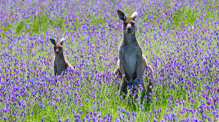 Kangury – Goolwa, Australia