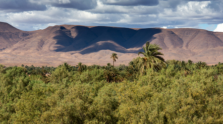 Lasy palmowe – Agdz, Maroko