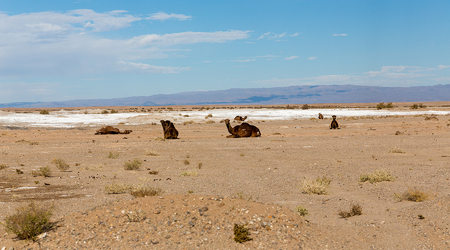 Dzikie wielbłądy – Zābol, Iran