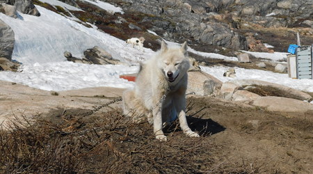 Okolice Ilulissat – Dania
